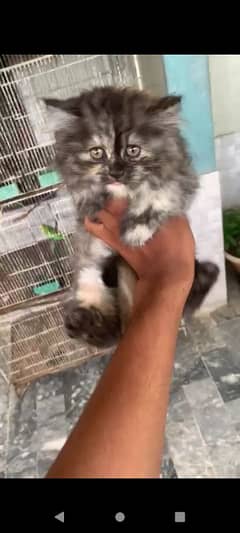 Persian kitten 0