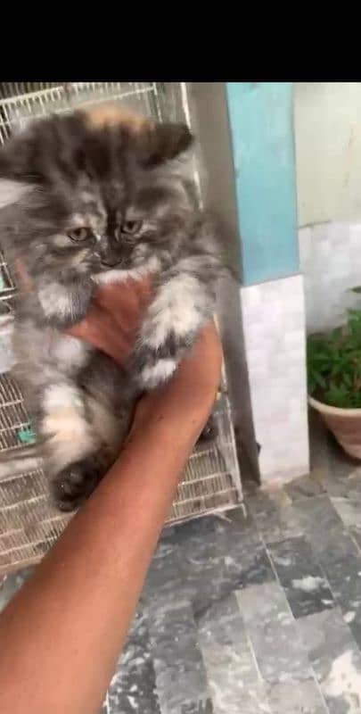 Persian kitten 1