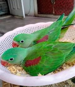 raw parrots