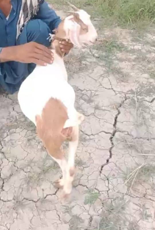 Zero Size Kodu Teddy Female White Eyes crossed with Gulabi Ablak 3