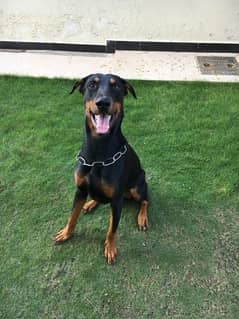 Doberman Male for sale