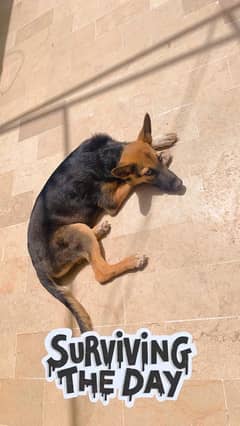 german shepherd pup