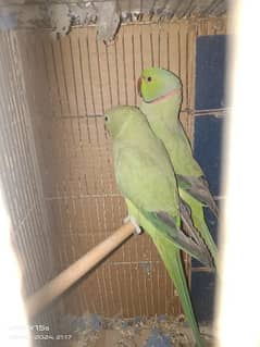 Ringneck Parrot Pair