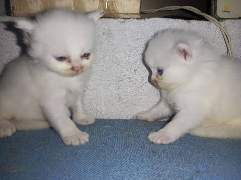 Baby Cat For sale Male or female 0