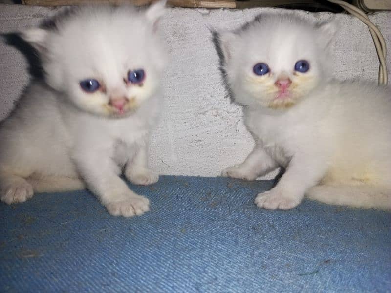 Baby Cat For sale Male or female 1