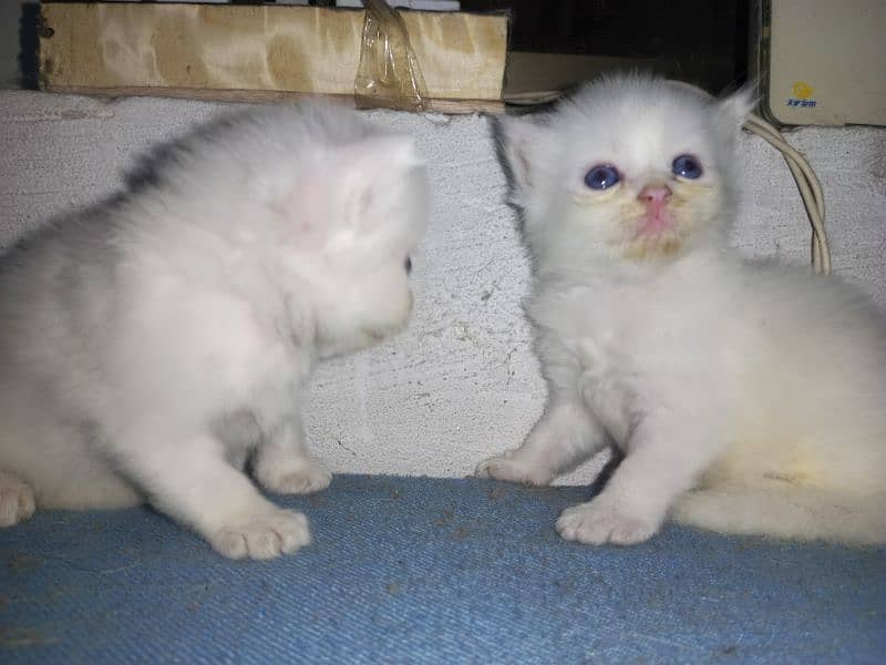 Baby Cat For sale Male or female 2