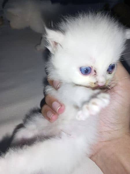 Baby Cat For sale Male or female 3