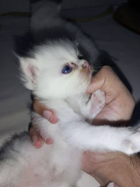 Baby Cat For sale Male or female 4