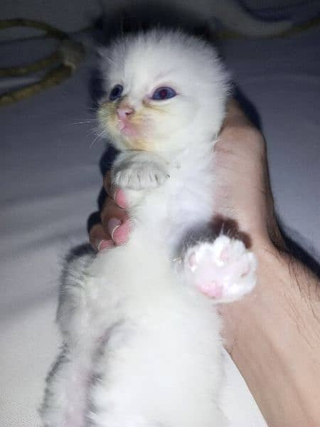 Baby Cat For sale Male or female 5