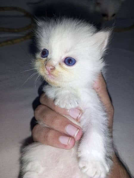 Baby Cat For sale Male or female 6