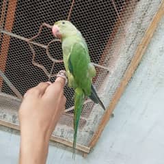 parrots needed neat and clean for care