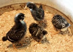 Plymouth rock chicks age 10 day