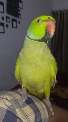 ringneck parrot for sale hendtamed and talking 0