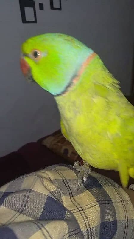 ringneck parrot for sale hendtamed and talking 1