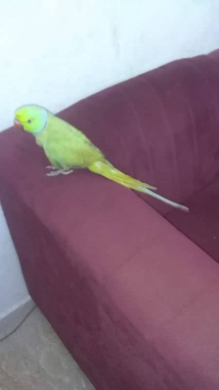 ringneck parrot for sale hendtamed and talking 2