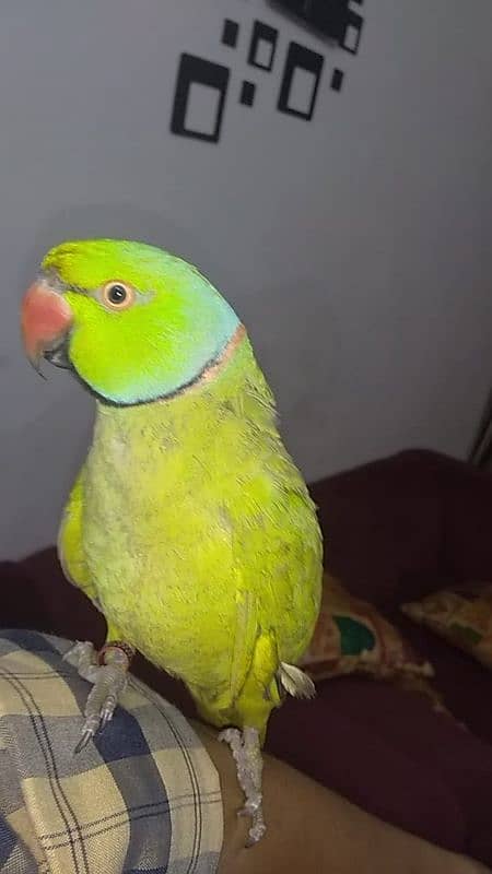 ringneck parrot for sale hendtamed and talking 3