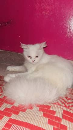 pure persian female age 8 month