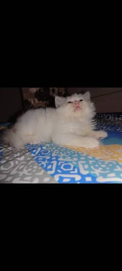 pure persian triple coated n double coated kittens in difrent prices