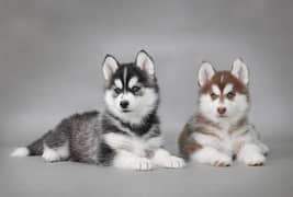 Siberian husky puppies blue eyes available