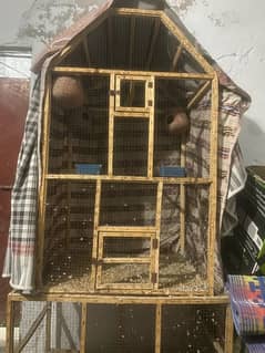 2 breeder pair of Australian hoborama bird with wooden cage