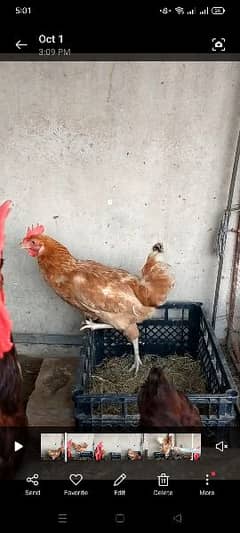 golden misri egg laying hen for sale 03341743563 WhatsApp number