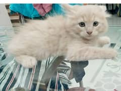 Persian Male Kitten Doll Face