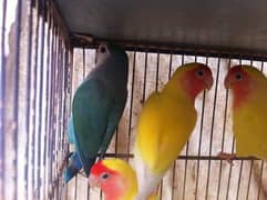 Lovebird & Lotino Males