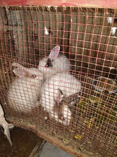 Persian Rabbits for sale 3 rabbits for sale