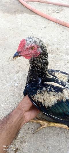 Aseel java breed male for sale new phata