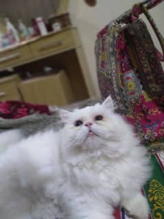 Pure Persian Breed triple coated.