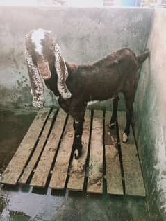 Goat Bakra Sadiqabad breed