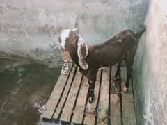 Bakra