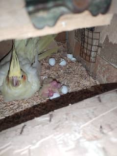 COMMON WHITE COCKTAIL RED EYE BREEDER WITH EGGS AND CHICKS 03095263441