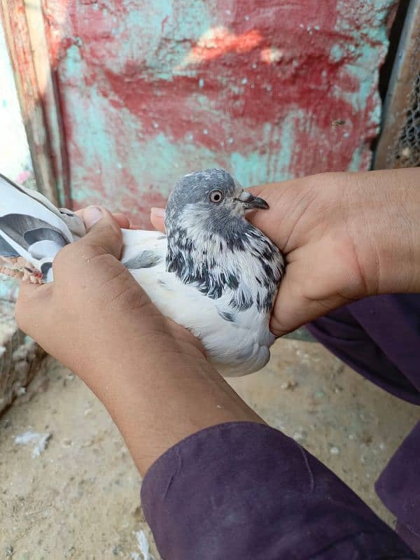 pigeon/ kabootar Whatsapp num [03335258401] kabotar tedy 1