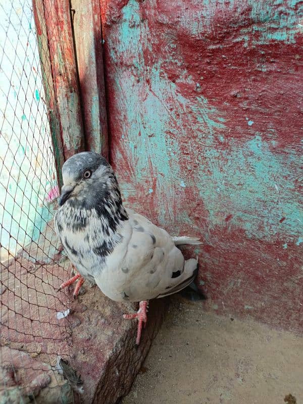 pigeon/ kabootar Whatsapp num [03335258401] kabotar tedy 4