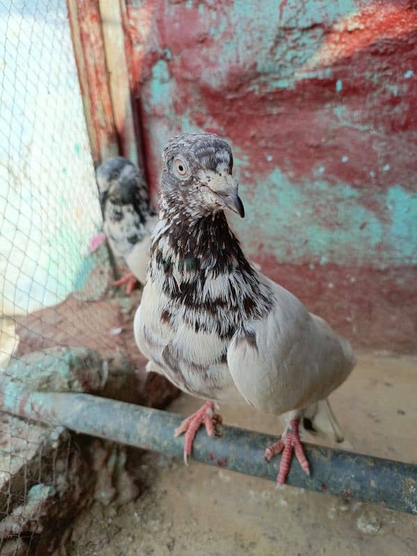 pigeon/ kabootar Whatsapp num [03335258401] kabotar tedy 6