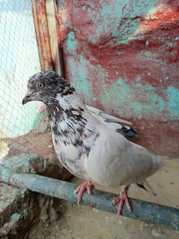 pigeon/ kabootar Whatsapp num [03335258401] kabotar tedy 8