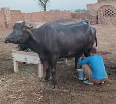 (Buffalo) Bhains aur us k sath katta (03145689163)