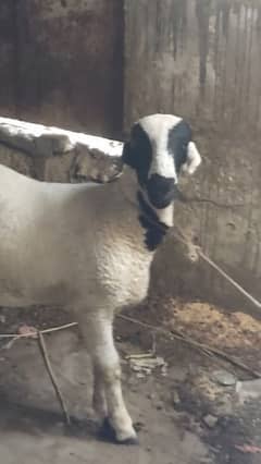 dumba sheep for sale