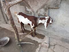 Goat with kid. 3male and 1 female goat all setup for urgent sell