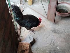 Australorp