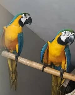 blue macaw parrot chips for sale 0336-51-30-711