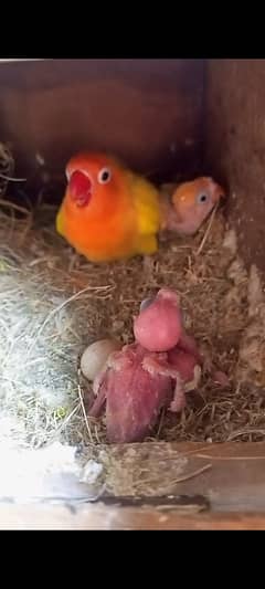 Common lutino pair with 3 chicks lutino persnata female with 2 chicks