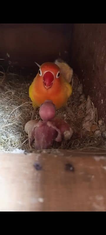 Common lutino pair with 3 chicks lutino persnata female with 2 chicks 1