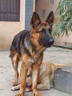 German Shepherd Stock hair male puppy.