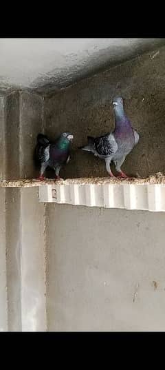 Qasid pigeon