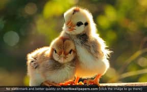 Chicks