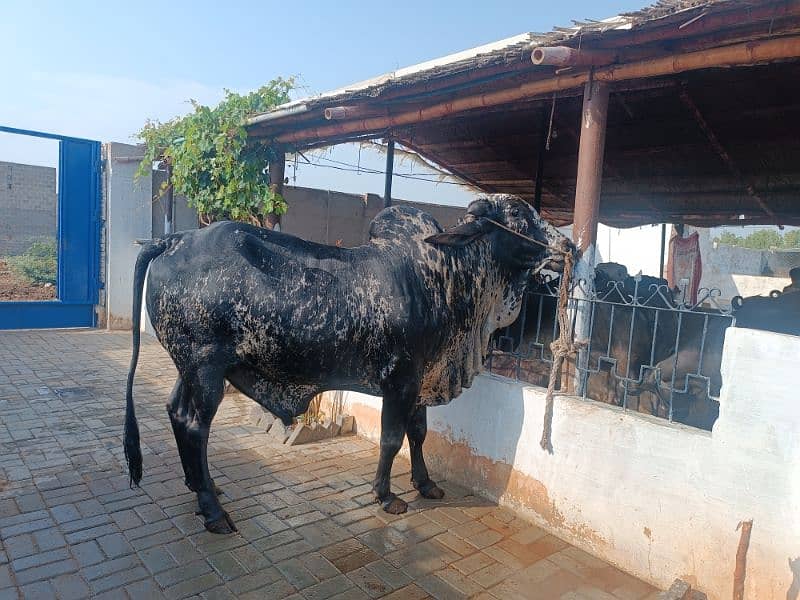 Qurbani k janwar & Palai janwar & bakra/ bakri & Khalis milk dastiyab 0