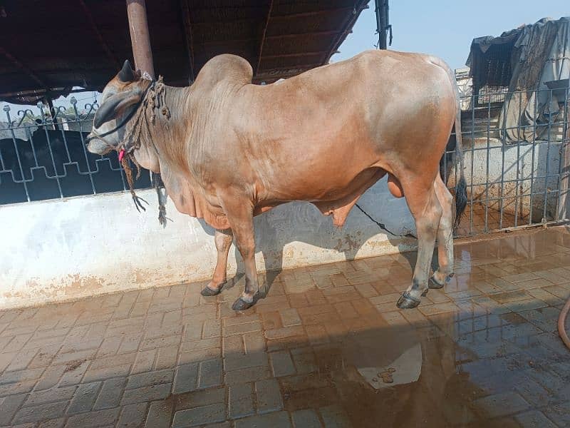 Qurbani k janwar & Palai janwar & bakra/ bakri & Khalis milk dastiyab 1