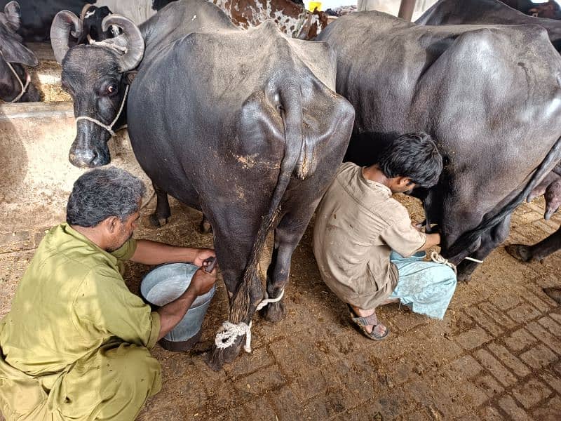 Qurbani k janwar & Palai janwar & bakra/ bakri & Khalis milk dastiyab 4